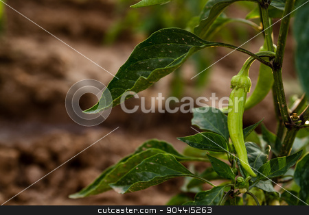 To use this stock image in your creative project, please select the size you need over to the right and click the "Add to Cart" button.
Your downloaded image will come with the Cutcaster watermark removed so don’t worry about the watermark you see on this page. Green Chili Pepper Plant stock photo, Green chili pepper plant with ripening fruits in the field by OZMedia