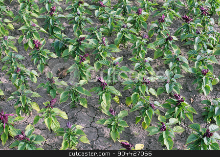 To use this stock image in your creative project, please select the size you need over to the right and click the "Add to Cart" button.
Your downloaded image will come with the Cutcaster watermark removed so don’t worry about the watermark you see on this page. Bedding flowers in bloom stock photo, Scenic background of bedding flowers in bloom. by Martin Crowdy
