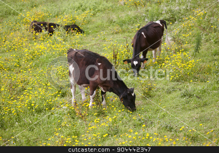 To use this stock image in your creative project, please select the size you need over to the right and click the "Add to Cart" button.
Your downloaded image will come with the Cutcaster watermark removed so don’t worry about the watermark you see on this page. Registered young cows grazing in the countryside. Azores. Portug stock photo, Registered young cows grazing in the countryside. Azores. Portugal. Horizontal by ABBPhoto