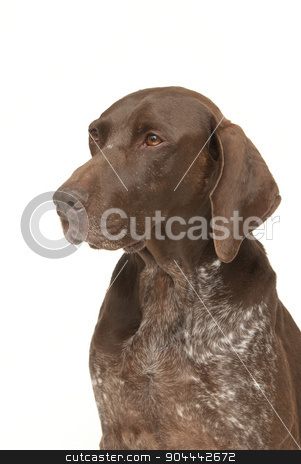To use this stock image in your creative project, please select the size you need over to the right and click the "Add to Cart" button.
Your downloaded image will come with the Cutcaster watermark removed so don’t worry about the watermark you see on this page. Labrador retriever portrait stock photo, Labrador retriever dog on a white background by Christian Delbert