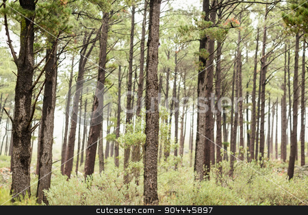 To use this stock image in your creative project, please select the size you need over to the right and click the "Add to Cart" button.
Your downloaded image will come with the Cutcaster watermark removed so don’t worry about the watermark you see on this page. View of a forest in the mist stock photo, View of a forest in the mist in the nature by Wavebreak Media