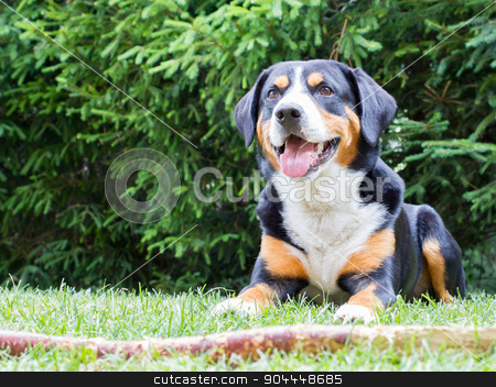 To use this stock image in your creative project, please select the size you need over to the right and click the "Add to Cart" button.
Your downloaded image will come with the Cutcaster watermark removed so don’t worry about the watermark you see on this page. Sennenhund waiting for his boss to play with him stock photo, Young Sennenhund waiting for his boss to play with him by michaklootwijk