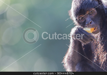 To use this stock image in your creative project, please select the size you need over to the right and click the "Add to Cart" button.
Your downloaded image will come with the Cutcaster watermark removed so don’t worry about the watermark you see on this page. Spider monkey (Ateles fusciceps) stock photo, Spider monkey (Ateles fusciceps) eating a piece of fruit by michaklootwijk
