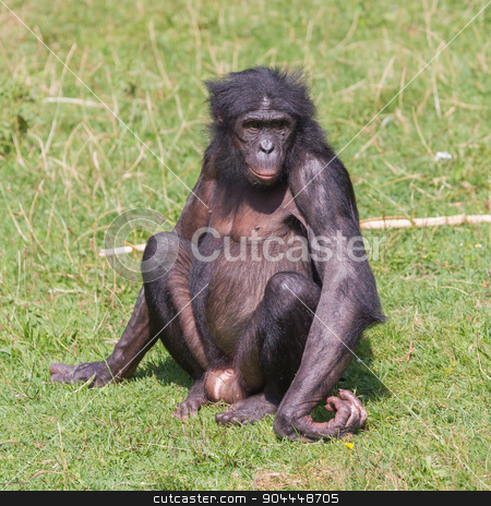 To use this stock image in your creative project, please select the size you need over to the right and click the "Add to Cart" button.
Your downloaded image will come with the Cutcaster watermark removed so don’t worry about the watermark you see on this page. Adult bonobo stock photo, Adult bonobo sitting on the green grass by michaklootwijk