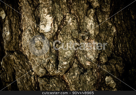 To use this stock image in your creative project, please select the size you need over to the right and click the "Add to Cart" button.
Your downloaded image will come with the Cutcaster watermark removed so don’t worry about the watermark you see on this page. Wooden texture stock photo, A close-up shot made to a tree by Roland Valentin Raicu