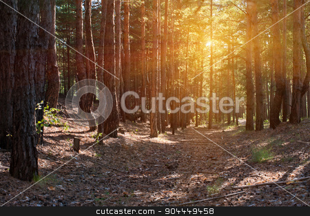 To use this stock image in your creative project, please select the size you need over to the right and click the "Add to Cart" button.
Your downloaded image will come with the Cutcaster watermark removed so don’t worry about the watermark you see on this page. Forest stock photo, Beautiful scene in the forest with sun rays and shadows by olinchuk
