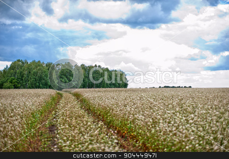 To use this stock image in your creative project, please select the size you need over to the right and click the "Add to Cart" button.
Your downloaded image will come with the Cutcaster watermark removed so don’t worry about the watermark you see on this page. Buckwheat field and road stock photo, Buckwheat field with road, summer scene by olinchuk