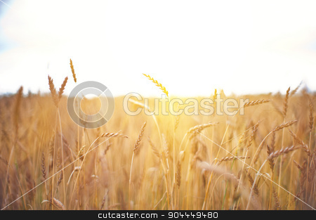 To use this stock image in your creative project, please select the size you need over to the right and click the "Add to Cart" button.
Your downloaded image will come with the Cutcaster watermark removed so don’t worry about the watermark you see on this page. wheat field stock photo, ripening ears of wheat field, shallow depth of field by olinchuk