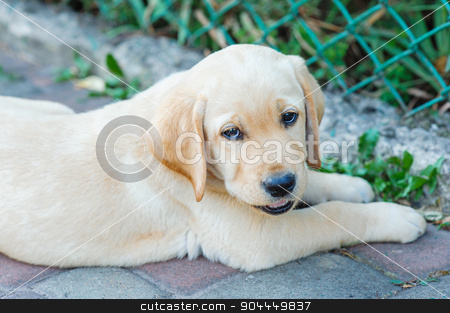 To use this stock image in your creative project, please select the size you need over to the right and click the "Add to Cart" button.
Your downloaded image will come with the Cutcaster watermark removed so don’t worry about the watermark you see on this page. Labrador retriever puppy in the yard stock photo, Labrador retriever puppy in the yard. by timonko