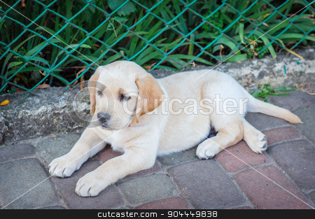 To use this stock image in your creative project, please select the size you need over to the right and click the "Add to Cart" button.
Your downloaded image will come with the Cutcaster watermark removed so don’t worry about the watermark you see on this page. Labrador retriever puppy in the yard stock photo, Labrador retriever puppy in the yard. by timonko