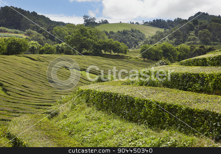 To use this stock image in your creative project, please select the size you need over to the right and click the "Add to Cart" button.
Your downloaded image will come with the Cutcaster watermark removed so don’t worry about the watermark you see on this page. Traditional tea plantation in Sao Miguel, Azores. Portugal stock photo, Traditional tea plantation in Sao Miguel, Azores. Portugal. Horizontal by ABBPhoto