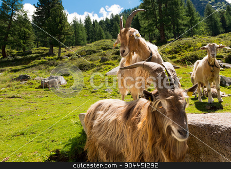 To use this stock image in your creative project, please select the size you need over to the right and click the "Add to Cart" button.
Your downloaded image will come with the Cutcaster watermark removed so don’t worry about the watermark you see on this page. Mountain Goats in Alpine Landscape - Italy stock photo, Group of mountain goats looking the camera. Alpine landscape in the background by catalby