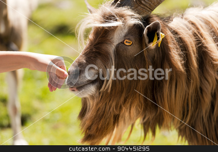 To use this stock image in your creative project, please select the size you need over to the right and click the "Add to Cart" button.
Your downloaded image will come with the Cutcaster watermark removed so don’t worry about the watermark you see on this page. Mountain Male Goat and Human Hand stock photo, Brown and white billy goat with long fur and horns sniffs a human hand by catalby