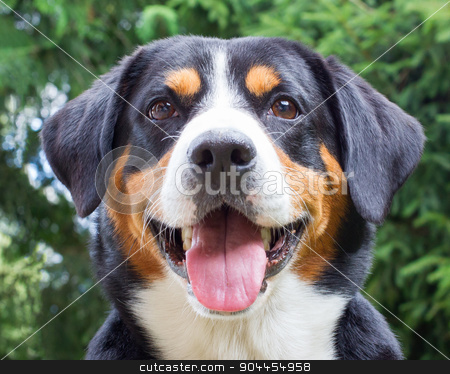To use this stock image in your creative project, please select the size you need over to the right and click the "Add to Cart" button.
Your downloaded image will come with the Cutcaster watermark removed so don’t worry about the watermark you see on this page. Young Sennenhund, close-up stock photo, Young Sennenhund, close-up, playfull look in the eyes by michaklootwijk