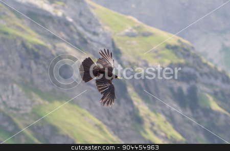 To use this stock image in your creative project, please select the size you need over to the right and click the "Add to Cart" button.
Your downloaded image will come with the Cutcaster watermark removed so don’t worry about the watermark you see on this page. Alpine Chough (Pyrrhocorax graculus) flying stock photo, Alpine Chough (Pyrrhocorax graculus) flying in the mountains by michaklootwijk
