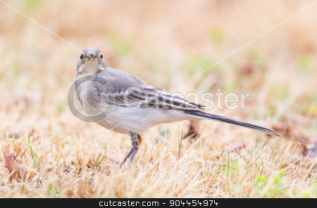 To use this stock image in your creative project, please select the size you need over to the right and click the "Add to Cart" button.
Your downloaded image will come with the Cutcaster watermark removed so don’t worry about the watermark you see on this page. Yellow wagtail, female stock photo, Yellow wagtail, female, perching in grass, summer by michaklootwijk