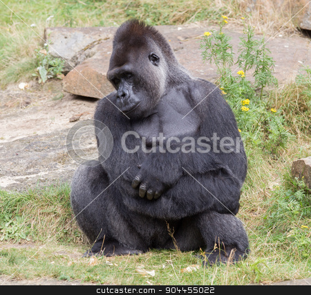 To use this stock image in your creative project, please select the size you need over to the right and click the "Add to Cart" button.
Your downloaded image will come with the Cutcaster watermark removed so don’t worry about the watermark you see on this page. Silver backed male Gorilla stock photo, Silver backed male Gorilla, enjoying some rest by michaklootwijk