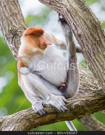 To use this stock image in your creative project, please select the size you need over to the right and click the "Add to Cart" button.
Your downloaded image will come with the Cutcaster watermark removed so don’t worry about the watermark you see on this page. Proboscis monkey in a tree stock photo, Proboscis monkey in a tree, it's natural habitat by michaklootwijk