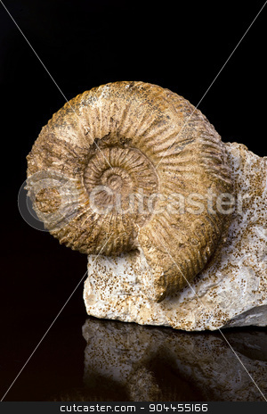 To use this stock image in your creative project, please select the size you need over to the right and click the "Add to Cart" button.
Your downloaded image will come with the Cutcaster watermark removed so don’t worry about the watermark you see on this page. Ammonite Fossil. stock photo, Ammonite fossil over160 millions years old. by WScott