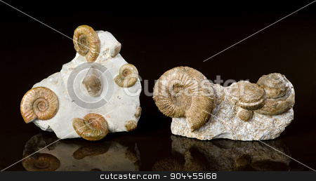 To use this stock image in your creative project, please select the size you need over to the right and click the "Add to Cart" button.
Your downloaded image will come with the Cutcaster watermark removed so don’t worry about the watermark you see on this page. Ammonite Fossils. stock photo, Ammonite fossils over 160 millions years old. by WScott