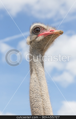 To use this stock image in your creative project, please select the size you need over to the right and click the "Add to Cart" button.
Your downloaded image will come with the Cutcaster watermark removed so don’t worry about the watermark you see on this page. Oistrich look stock photo, Head and neck of an ostrich bird by Bernd Kröger