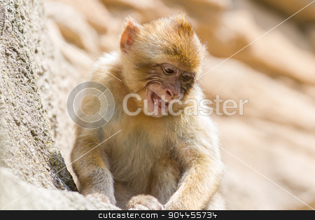 To use this stock image in your creative project, please select the size you need over to the right and click the "Add to Cart" button.
Your downloaded image will come with the Cutcaster watermark removed so don’t worry about the watermark you see on this page. Grumpy Barbary Macaque (Macaca sylvanus) stock photo, Grumpy Barbary Macaque (Macaca sylvanus) resting, selective focus by michaklootwijk