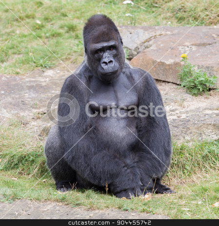 To use this stock image in your creative project, please select the size you need over to the right and click the "Add to Cart" button.
Your downloaded image will come with the Cutcaster watermark removed so don’t worry about the watermark you see on this page. Silver backed male Gorilla stock photo, Silver backed male Gorilla, enjoying some rest by michaklootwijk