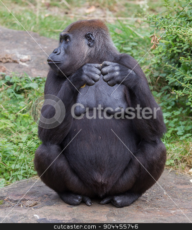 To use this stock image in your creative project, please select the size you need over to the right and click the "Add to Cart" button.
Your downloaded image will come with the Cutcaster watermark removed so don’t worry about the watermark you see on this page. Adult gorilla eating stock photo, Adult gorilla eating a piece of fruit by michaklootwijk