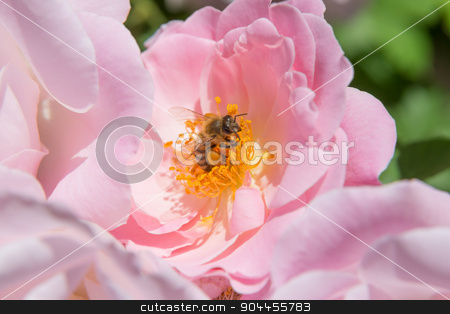 To use this stock image in your creative project, please select the size you need over to the right and click the "Add to Cart" button.
Your downloaded image will come with the Cutcaster watermark removed so don’t worry about the watermark you see on this page. Bee on flower stamp stock photo, Bee with yellow pollen on leg by Bernd Kröger