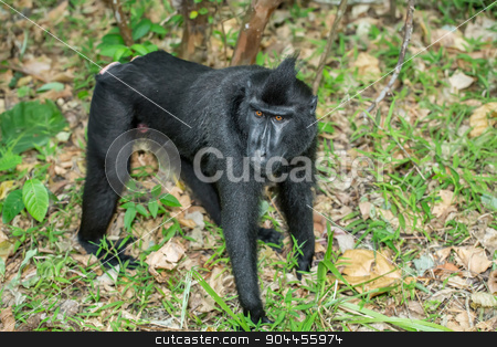 To use this stock image in your creative project, please select the size you need over to the right and click the "Add to Cart" button.
Your downloaded image will come with the Cutcaster watermark removed so don’t worry about the watermark you see on this page. portrait of Celebes crested macaque, Sulawesi, Indonesia stock photo, portrait of Ape Monkey Celebes Sulawesi crested black macaque, Takngkoko National park, Sulawesi, Indonesia by Artush