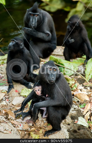 To use this stock image in your creative project, please select the size you need over to the right and click the "Add to Cart" button.
Your downloaded image will come with the Cutcaster watermark removed so don’t worry about the watermark you see on this page. portrait of Celebes crested macaque, Sulawesi, Indonesia stock photo, portrait of Ape Monkey Celebes with small baby Sulawesi crested black macaque, Takngkoko National park, Sulawesi, Indonesia by Artush
