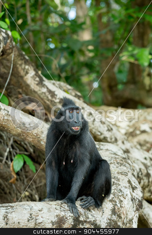 To use this stock image in your creative project, please select the size you need over to the right and click the "Add to Cart" button.
Your downloaded image will come with the Cutcaster watermark removed so don’t worry about the watermark you see on this page. portrait of Celebes crested macaque, Sulawesi, Indonesia stock photo, portrait of Ape Monkey Celebes Sulawesi crested black macaque, Takngkoko National park, Sulawesi, Indonesia by Artush