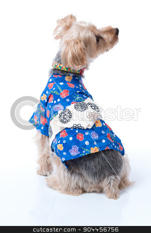 To use this stock image in your creative project, please select the size you need over to the right and click the "Add to Cart" button.
Your downloaded image will come with the Cutcaster watermark removed so don’t worry about the watermark you see on this page. Yorkshire Terrier in Japanese Yukata stock photo, A Yorkshire Terrier wearing a blue Japanese Yukata. by Scott Dumas