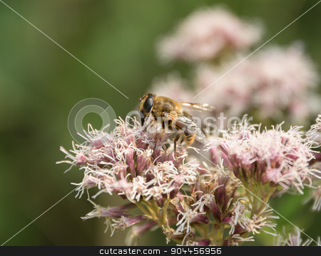 To use this stock image in your creative project, please select the size you need over to the right and click the "Add to Cart" button.
Your downloaded image will come with the Cutcaster watermark removed so don’t worry about the watermark you see on this page. Hoverfly on flower head stock photo, Hoverfly on flower head in green blurry back by prill