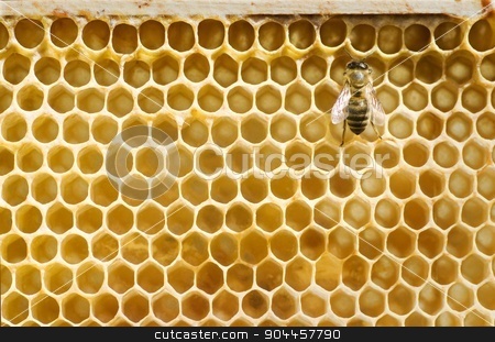 To use this stock image in your creative project, please select the size you need over to the right and click the "Add to Cart" button.
Your downloaded image will come with the Cutcaster watermark removed so don’t worry about the watermark you see on this page. Honeybee on a comb stock photo, Single honeybee on a comb - closeup by Digifoodstock