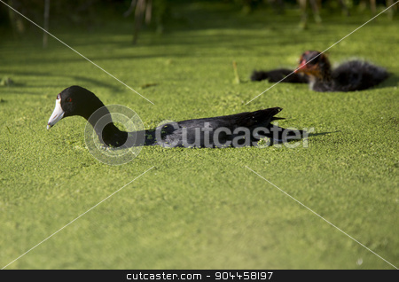 To use this stock image in your creative project, please select the size you need over to the right and click the "Add to Cart" button.
Your downloaded image will come with the Cutcaster watermark removed so don’t worry about the watermark you see on this page. American Coot Waterhen stock photo, American Coot Waterhen and Babies in Marsh Canada by Mark Duffy