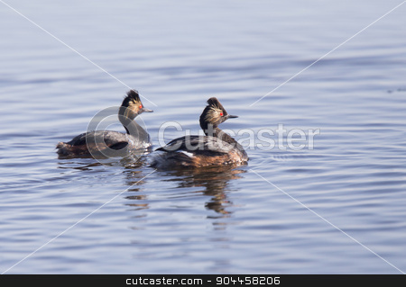 To use this stock image in your creative project, please select the size you need over to the right and click the "Add to Cart" button.
Your downloaded image will come with the Cutcaster watermark removed so don’t worry about the watermark you see on this page. Eared Grebe with Babies stock photo, Eared Grebe with Babies Saskatchewan Marsh Canada by Mark Duffy