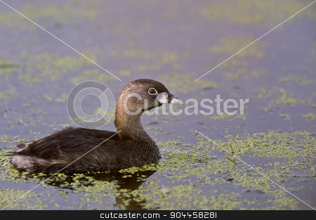 To use this stock image in your creative project, please select the size you need over to the right and click the "Add to Cart" button.
Your downloaded image will come with the Cutcaster watermark removed so don’t worry about the watermark you see on this page. American Coot Waterhen stock photo, American Coot Waterhen in Marsh Canada wild by Mark Duffy