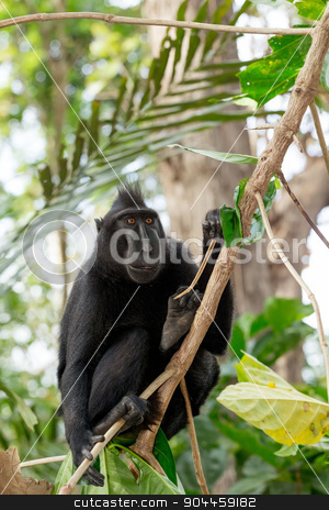 To use this stock image in your creative project, please select the size you need over to the right and click the "Add to Cart" button.
Your downloaded image will come with the Cutcaster watermark removed so don’t worry about the watermark you see on this page. Celebes crested macaque, Sulawesi, Indonesia stock photo, Ape Monkey Celebes Sulawesi crested black macaque, Takngkoko National park, Sulawesi, Indonesia by Artush