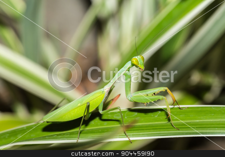 To use this stock image in your creative project, please select the size you need over to the right and click the "Add to Cart" button.
Your downloaded image will come with the Cutcaster watermark removed so don’t worry about the watermark you see on this page. praying mantis on leaf, Sulawesi, Indonesia stock photo, Big female of praying mantis on green leaf, Sulawesi, Indonesia by Artush