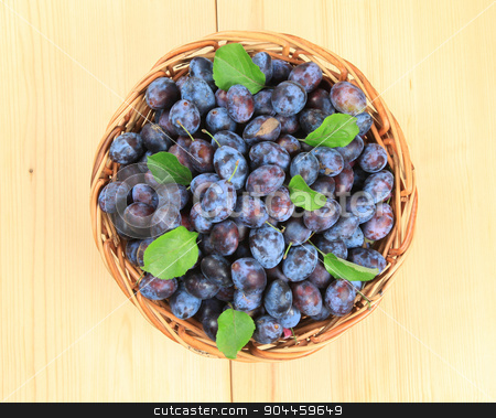 To use this stock image in your creative project, please select the size you need over to the right and click the "Add to Cart" button.
Your downloaded image will come with the Cutcaster watermark removed so don’t worry about the watermark you see on this page. Basket of fresh plums stock photo, Freshly picked damson plums in a wicker basket by Digifoodstock