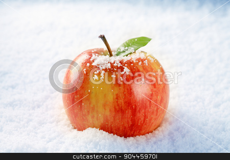 To use this stock image in your creative project, please select the size you need over to the right and click the "Add to Cart" button.
Your downloaded image will come with the Cutcaster watermark removed so don’t worry about the watermark you see on this page. Apple in snow stock photo, Fresh red apple in snow - closeup by Digifoodstock