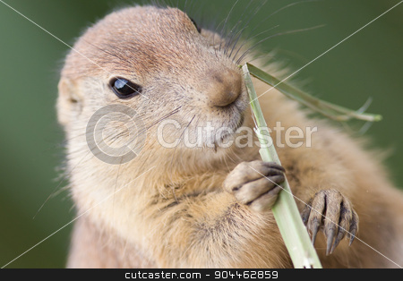 To use this stock image in your creative project, please select the size you need over to the right and click the "Add to Cart" button.
Your downloaded image will come with the Cutcaster watermark removed so don’t worry about the watermark you see on this page. Black-tailed prairie dog (Cynomys ludovicianus) stock photo, Black-tailed prairie dog (Cynomys ludovicianus) in it's natural habitat by michaklootwijk