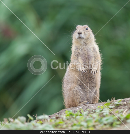 To use this stock image in your creative project, please select the size you need over to the right and click the "Add to Cart" button.
Your downloaded image will come with the Cutcaster watermark removed so don’t worry about the watermark you see on this page. Black-tailed prairie dog (Cynomys ludovicianus) stock photo, Black-tailed prairie dog (Cynomys ludovicianus) in it's natural habitat by michaklootwijk