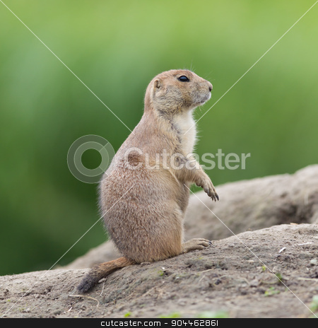 To use this stock image in your creative project, please select the size you need over to the right and click the "Add to Cart" button.
Your downloaded image will come with the Cutcaster watermark removed so don’t worry about the watermark you see on this page. Black-tailed prairie dog (Cynomys ludovicianus) stock photo, Black-tailed prairie dog (Cynomys ludovicianus) in it's natural habitat by michaklootwijk