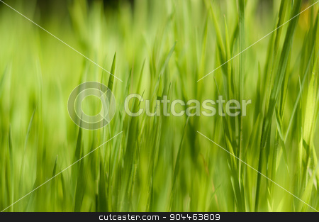 To use this stock image in your creative project, please select the size you need over to the right and click the "Add to Cart" button.
Your downloaded image will come with the Cutcaster watermark removed so don’t worry about the watermark you see on this page. Close up of fresh thick grass with boken stock photo, Background of a green grass by Francesco