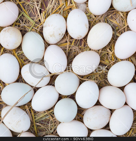 To use this stock image in your creative project, please select the size you need over to the right and click the "Add to Cart" button.
Your downloaded image will come with the Cutcaster watermark removed so don’t worry about the watermark you see on this page. White eggs on a hay. stock photo, White eggs on a hay beeing sold at a local farm market. Square composition. by kasto
