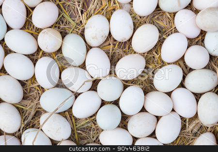 To use this stock image in your creative project, please select the size you need over to the right and click the "Add to Cart" button.
Your downloaded image will come with the Cutcaster watermark removed so don’t worry about the watermark you see on this page. White eggs on a hay. stock photo, White eggs on a hay beeing sold at a local farm market. by kasto