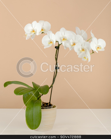 To use this stock image in your creative project, please select the size you need over to the right and click the "Add to Cart" button.
Your downloaded image will come with the Cutcaster watermark removed so don’t worry about the watermark you see on this page. romantic branch of white orchid on beige background stock photo, romantic branch of white orchid on beige background by Artush