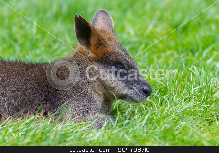 To use this stock image in your creative project, please select the size you need over to the right and click the "Add to Cart" button.
Your downloaded image will come with the Cutcaster watermark removed so don’t worry about the watermark you see on this page. Kangaroo: Wallaby close-up portrait stock photo, Kangaroo: Wallaby close-up portrait, eating in peace by michaklootwijk